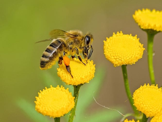 abeilles-grand-defi-biodiversite-librairie-la-parenthese-beaupreau-mauges